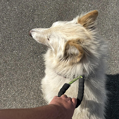 A person holds a leash attached to a white dog, both standing on a sunny pavement.